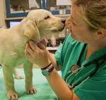 Your Pet’s Health is Our Priority: A Guide to Veterinary Clinics