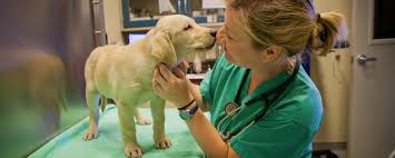 Your Pet’s Health is Our Priority: A Guide to Veterinary Clinics